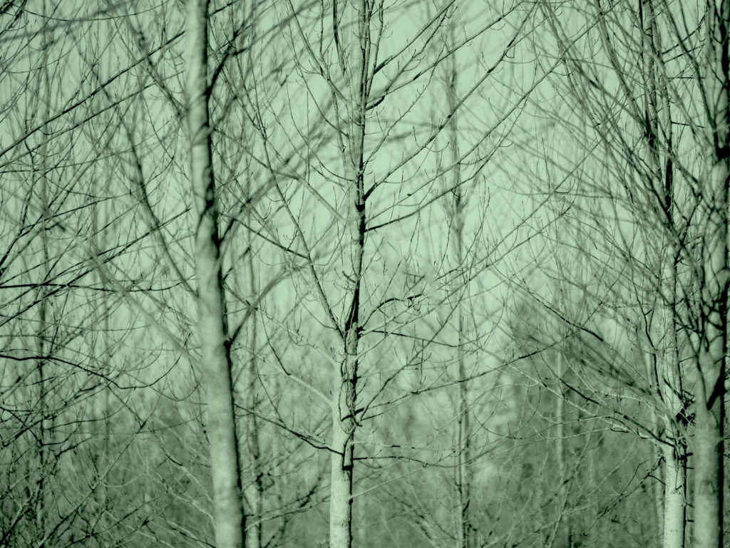 Trees in a forest with no leaves