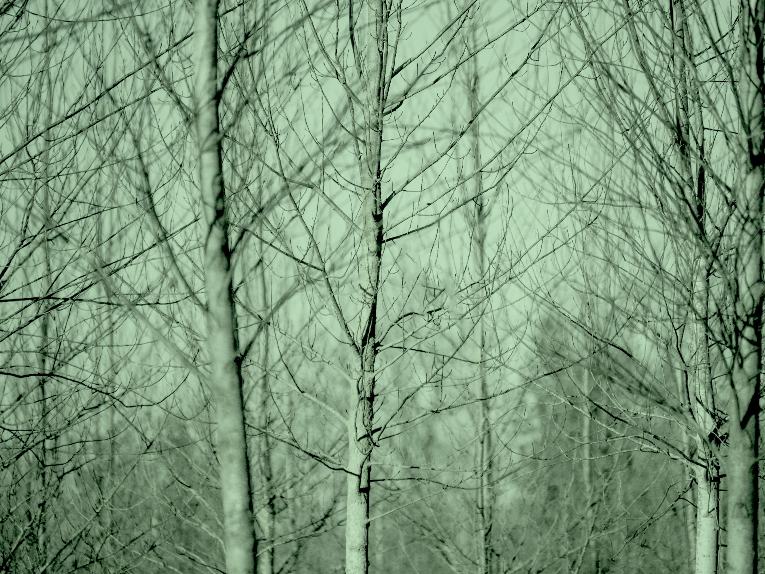 Trees in a forest with no leaves