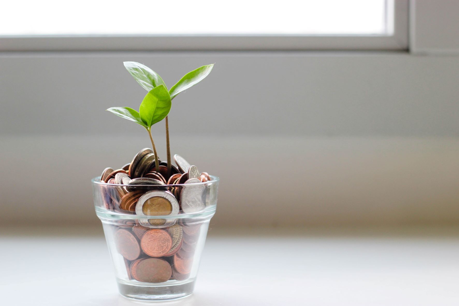 Plant growing through a pot of coins in a clear jar
