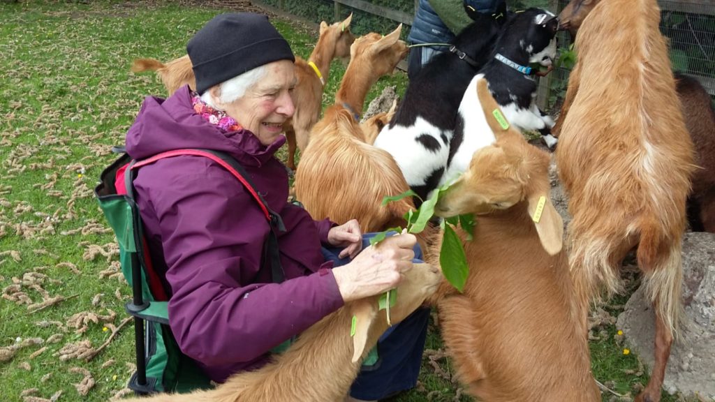 Woman feeding leaves to a goat