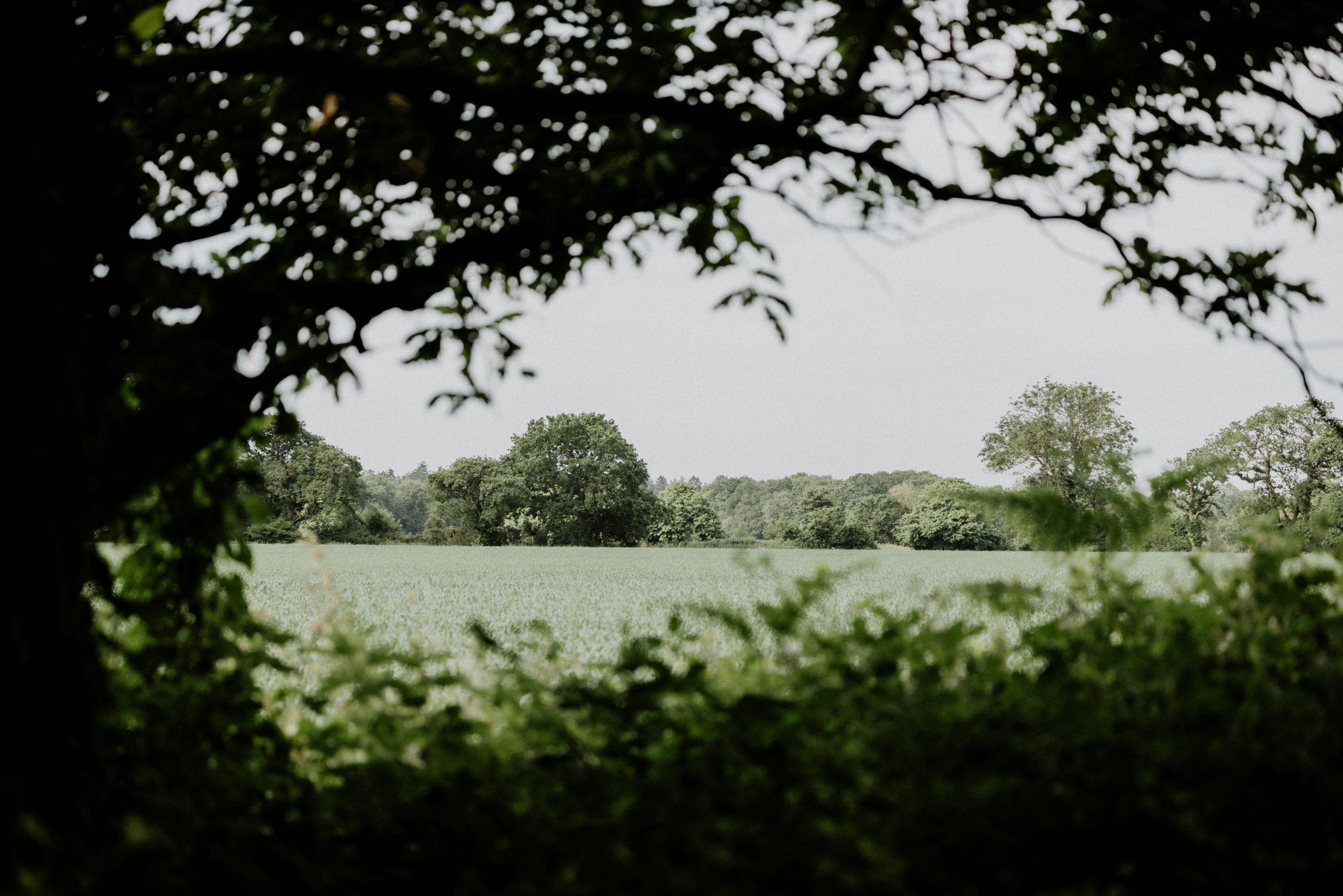 An English landscape, looking at a field through the trees